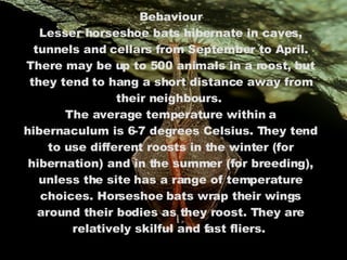 Behaviour Lesser horseshoe bats hibernate in caves, tunnels and cellars from September to April. There may be up to 500 animals in a roost, but they tend to hang a short distance away from their neighbours.  The average temperature within a hibernaculum is 6-7 degrees Celsius. They tend to use different roosts in the winter (for hibernation) and in the summer (for breeding), unless the site has a range of temperature choices. Horseshoe bats wrap their wings around their bodies as they roost. They are relatively skilful and fast fliers.  