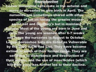 Reproduction Lesser horseshoe bats mate in the autumn and move to nurseries to give birth in April. The nurseries are sometimes shared with other species of bat including the greater mouse-eared bat and Geoffroy's bat in mainland Europe. Most of the young are born in June and July. The young are weaned after 6-7 weeks and leave the nurseries in August to October.  Lesser horseshoe bats are listed as Vulnerable by the 2000 IUCN Red List. They have become extinct in much of their former range. They are sensitive to disturbance and destruction of their roosts, and the use of insecticides (which kill their prey) has further led to their decline. 