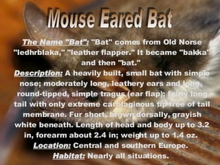 Mouse Eared Bat The Name "Bat":  "Bat" comes from Old Norse "ledhrblaka," "leather flapper." It became "bakka" and then "bat."  Description:  A heavily built, small bat with simple nose; moderately long, leathery ears and long,  round-tipped, simple tragus (ear flap); fairly long tail with only extreme cartilaginous tip free of tail membrane. Fur short, brown dorsally, grayish white beneath. Length of head and body up to 3.2 in, forearm about 2.4 in; weight up to 1.4 oz.  Location:  Central and southern Europe.  Habitat:  Nearly all situations.  