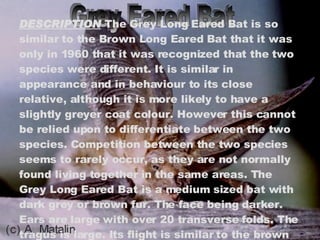 Grey Eared Bat DESCRIPTION  The Grey Long Eared Bat is so similar to the Brown Long Eared Bat that it was only in 1960 that it was recognized that the two species were different. It is similar in appearance and in behaviour to its close relative, although it is more likely to have a slightly greyer coat colour. However this cannot be relied upon to differentiate between the two species. Competition between the two species seems to rarely occur, as they are not normally found living together in the same areas. The Grey Long Eared Bat is a medium sized bat with dark grey or brown fur. The face being darker. Ears are large with over 20 transverse folds. The tragus is large. Its flight is similar to the brown long eared bats. 