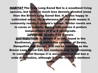 HABITAT  The Grey Long Eared Bat is a woodland living species, but hunts in much less densely wooded areas than the Brown Long Eared Bat. It is also happy in cultivated areas. Its preference for warmth means it commonly roosts in people's homes. Winter roosts are in caves or tunnels. During hibernation it prefers temperatures of 2 to 9 centigrade. LIFESPAN - usually 7 to 8 years. DISTRIBUTION-  In Britain it is only found in the Southwest, mainly within the counties of Devon, Hampshire and Dorset. It is not as common as the Brown Long Eared bat, but numbers may be increasing. In continental Europe it is more common and has a wide distribution, although it is nor found in northern parts. 
