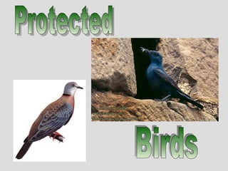 Birds Protected 