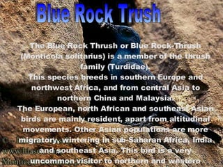 Blue Rock Trush The Blue Rock Thrush or Blue Rock-Thrush (Monticola solitarius) is a member of the thrush family (Turdidae). This species breeds in southern Europe and northwest Africa, and from central Asia to northern China and Malaysia. The European, north African and southeast Asian birds are mainly resident, apart from altitudinal movements. Other Asian populations are more migratory, wintering in sub-Saharan Africa, India and southeast Asia. This bird is a very uncommon visitor to northern and western Europe. 
