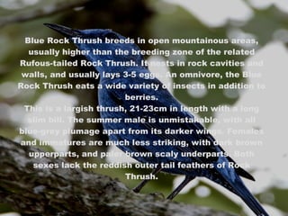 Blue Rock Thrush breeds in open mountainous areas, usually higher than the breeding zone of the related Rufous-tailed Rock Thrush. It nests in rock cavities and walls, and usually lays 3-5 eggs. An omnivore, the Blue Rock Thrush eats a wide variety of insects in addition to berries. This is a largish thrush, 21-23cm in length with a long slim bill. The summer male is unmistakable, with all blue-grey plumage apart from its darker wings. Females and immatures are much less striking, with dark brown upperparts, and paler brown scaly underparts. Both sexes lack the reddish outer tail feathers of Rock Thrush. 