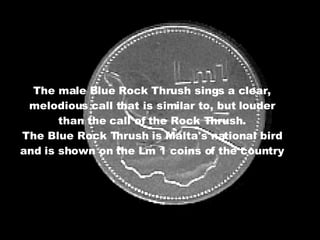 The male Blue Rock Thrush sings a clear, melodious call that is similar to, but louder than the call of the Rock Thrush. The Blue Rock Thrush is Malta's national bird and is shown on the Lm 1 coins of the country 