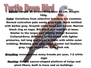 Turtle Dove Bird Adults : Length 25-30 cm. Wingspan: 50 cm. Weight: 160g.  Color : Variations from selective breeding are common. Normal coloration pale sandy gray back. Back mottled with darker gray. Grayish white head and breast. Narrow black ring on nape. Bill black and swelled at base. Similar to the larger and slightly darker Eurasian Collared-Dove. Different in the wings with lighter primaries, tail long and broad in flight with white outer webbing. Webbing gray near rump. Center tail feathers gray. Legs short pink. Eyes dark red. Breeding:  monogamous many broods per year, 1-2 white eggs Nesting : Simple saucer-shaped platform of twigs and plant fibers, built in trees and on buildings  
