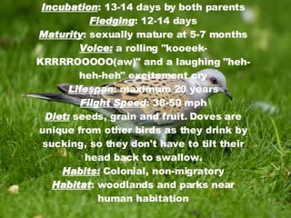 Incubation : 13-14 days by both parents Fledging : 12-14 days Maturity : sexually mature at 5-7 months Voice:  a rolling "kooeek-KRRRROOOOO(aw)" and a laughing "heh-heh-heh" excitement cry Lifespan : maximum 20 years Flight Speed : 38-50 mph Diet:  seeds, grain and fruit. Doves are unique from other birds as they drink by sucking, so they don't have to tilt their head back to swallow. Habits:  Colonial, non-migratory Habitat : woodlands and parks near human habitation 