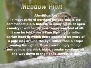 Meadow Pipit Identification In most parts of northern Europe this is the commonest pipit. Indeed, in many areas of open country it will be the most numerous bird of all. It can be told from a Tree Pipit by its duller darker head in which there seems to be more of a pale ring around the eye rather than a stripe running through it. More convincingly though, notice how the thick black streaks continue all the way down to the flanks almost to the undertail.  