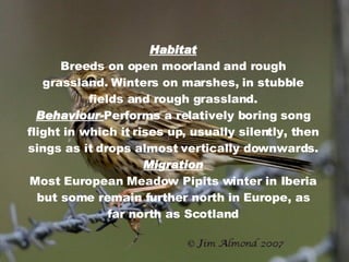 Habitat Breeds on open moorland and rough grassland. Winters on marshes, in stubble fields and rough grassland. Behaviour- Performs a relatively boring song flight in which it rises up, usually silently, then sings as it drops almost vertically downwards. Migration Most European Meadow Pipits winter in Iberia but some remain further north in Europe, as far north as Scotland 