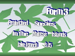 Form 3 Protected Species In The Maltese Islands Jake Fenech 3.05 