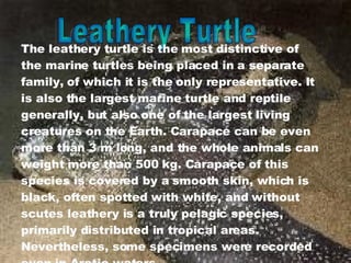 Leathery Turtle The leathery turtle is the most distinctive of the marine turtles being placed in a separate family, of which it is the only representative. It is also the largest marine turtle and reptile generally, but also one of the largest living creatures on the Earth. Carapace can be even more than 3 m long, and the whole animals can weight more than 500 kg. Carapace of this species is covered by a smooth skin, which is black, often spotted with white, and without scutes leathery is a truly pelagic species, primarily distributed in tropical areas. Nevertheless, some specimens were recorded even in Arctic waters. 