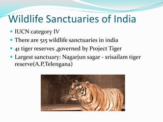 Wildlife Sanctuaries of India
 IUCN category IV
 There are 515 wildlife sanctuaries in india
 41 tiger reserves ,governed by Project Tiger
 Largest sanctuary: Nagarjun sagar - srisailam tiger
reserve(A.P,Telengana)
 