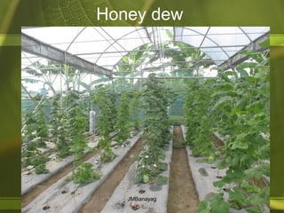 Honey dew
JMBanayag
 
