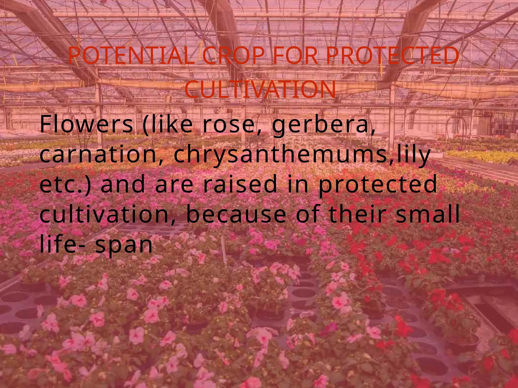 POTENTIAL CROP FOR PROTECTED
CULTIVATION
Flowers (like rose, gerbera,
carnation, chrysanthemums,lily
etc.) and are raised in protected
cultivation, because of their small
life- span
 