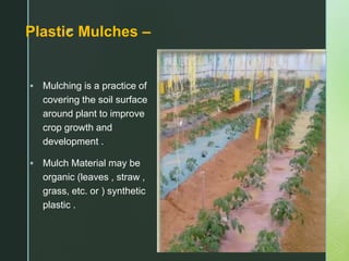 zPlastic Mulches –
 Mulching is a practice of
covering the soil surface
around plant to improve
crop growth and
development .
 Mulch Material may be
organic (leaves , straw ,
grass, etc. or ) synthetic
plastic .
 