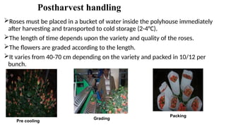 Cooling Process Roses Storage Protected cultivation of rose in Context of Nepal | PPTX