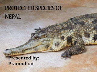 PROTECTED SPECIES OF
NEPAL
Presented by:
Pramod rai
 