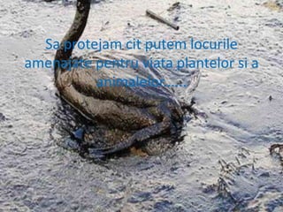 Sa protejam cit putem locurile amenajate pentru viata plantelor si a animalelor......