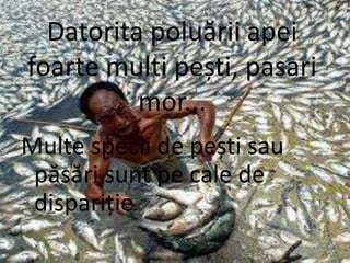 Datorita poluării apei foarte multi pești, pasari mor...Multe specii de pești sau păsări sunt pe cale de dispariție.