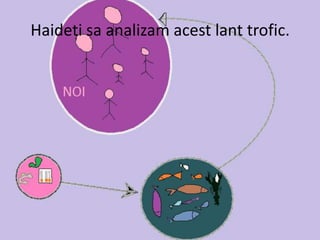Haideti sa analizam acest lant trofic.