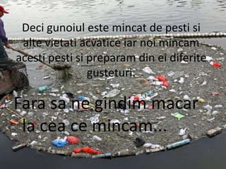 Deci gunoiul este mincat de pesti si alte vietati acvatice iar noi mincam acesti pesti si preparam din ei diferite gusteturi.Fara sa ne gindim macar la cea ce mincam...