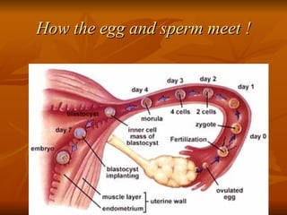 How the egg and sperm meet ! 