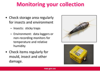 Logger Insect Protecting and preserving small collections by Prue McKay | PPTX
