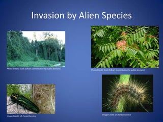 Invasion by Alien Species
Kudzu Tree of Heaven
Emerald Ash
Borer Gypsy Moth
Image Credit: US Forest Service
Photo Credit: Scott Edhart (contribution to public domain)
Photo Credit: Scott Edhart (contribution to public domain)
Image Credit: US Forest Service
 