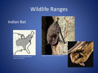 Wildlife Ranges
Indian Bat
US Fish and Wildlife Approximate
Range of Indiana Bat
Image Credit: US Fish and Wildlife Service
 