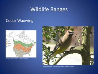Wildlife Ranges
Cedar Waxwing
Image Credit: National Audubon Society
Photo Credit: Ken Thomas (contributed to public domain)
 