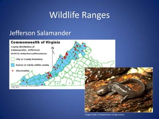 Wildlife Ranges
Jefferson Salamander
Image Credit: US Department of Agriculture
 