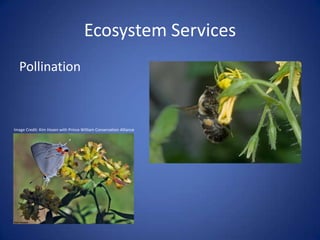 Ecosystem Services
Pollination
Image Credit: Kim Hosen with Prince William Conservation Alliance
 