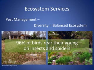 Ecosystem Services
Pest Management –
Diversity = Balanced Ecosystem
96% of birds rear their young
on insects and spiders
Photo Credits: Magee Design
 