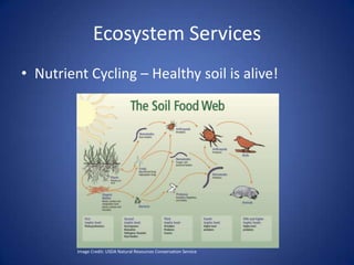 Ecosystem Services
• Nutrient Cycling – Healthy soil is alive!
Image Credit: USDA Natural Resources Conservation Service
 