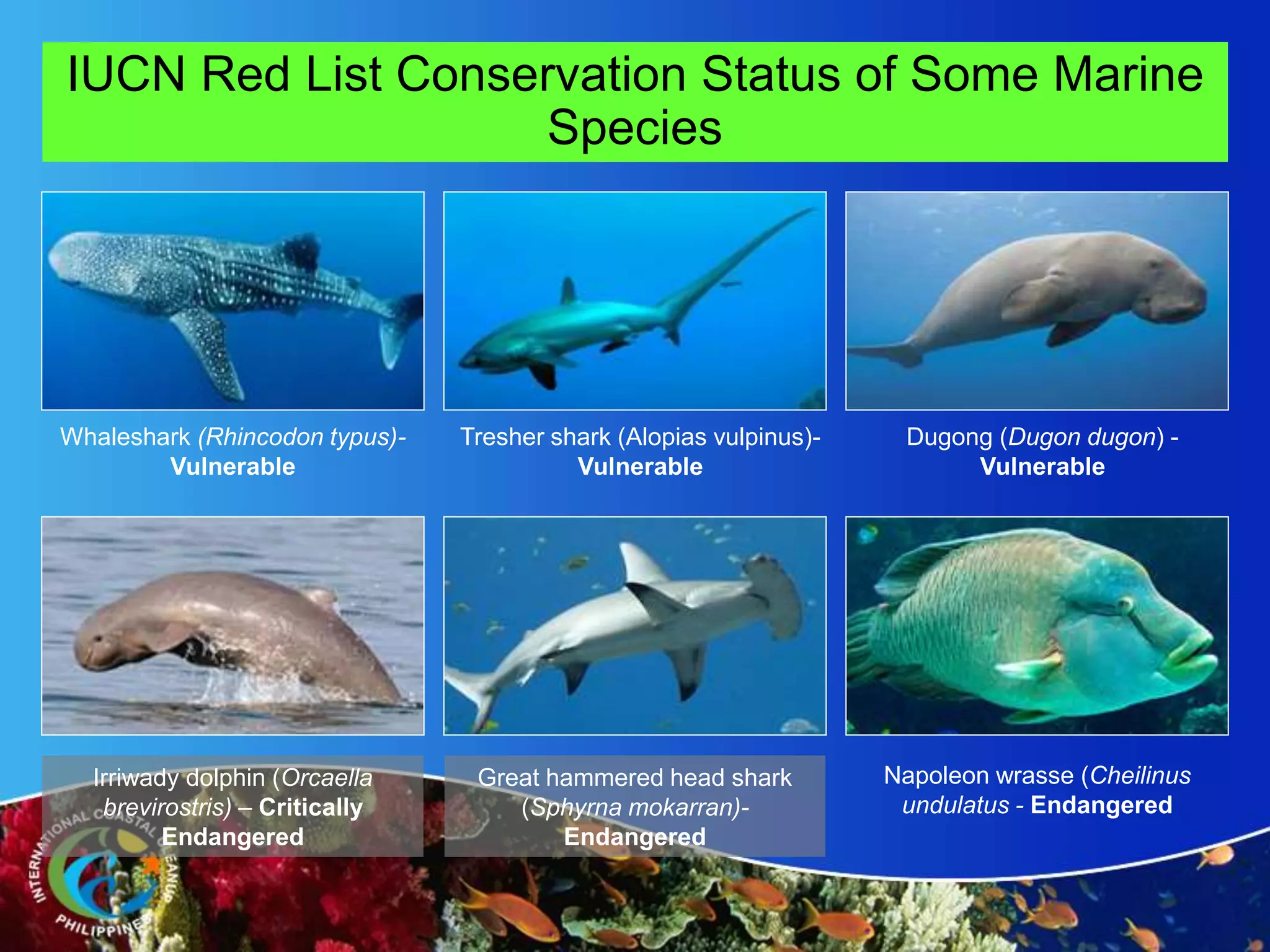 IUCN Red List Conservation Status of Some Marine
Species
Whaleshark (Rhincodon typus)-
Vulnerable
Tresher shark (Alopias vulpinus)-
Vulnerable
Dugong (Dugon dugon) -
Vulnerable
Irriwady dolphin (Orcaella
brevirostris) – Critically
Endangered
Great hammered head shark
(Sphyrna mokarran)-
Endangered
Napoleon wrasse (Cheilinus
undulatus - Endangered
 