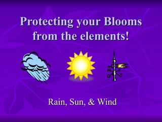 Protecting your Blooms
  from the elements!




     Rain, Sun, & Wind
 