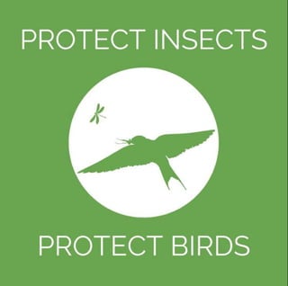 World Migratory Bird Day  2024 "Protect insects, Protect Birds"