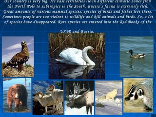 Our country is very big. Its vast territories lie in different climatic zzoonneess ffrroomm 
tthhee NNoorrtthh PPoollee ttoo ssuubbttrrooppiiccss iinn tthhee SSoouutthh.. RRuussssiiaa’’ss ffaauunnaa iiss eexxttrreemmeellyy rriicchh.. 
GGrreeaatt aammoouunnttss ooff vvaarriioouuss mmaammmmaall ssppeecciieess,, ssppeecciieess ooff bbiirrddss aanndd ffiisshheess lliivvee tthheerree.. 
SSoommeettiimmeess ppeeooppllee aarree ttoooo vviioolleenntt ttoo wwiillddlliiffee aanndd kkiillll aanniimmaallss aanndd bbiirrddss.. SSoo,, aa lloott 
ooff ssppeecciieess hhaavvee ddiissaappppeeaarreedd.. RRaarree ssppeecciieess aarree eenntteerreedd iinnttoo tthhee RReedd BBooookkss ooff tthhee 
UUSSSSRR aanndd RRuussssiiaa.. 
 