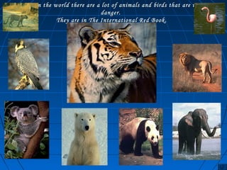 IInn tthhee wwoorrlldd tthheerree aarree aa lloott ooff aanniimmaallss aanndd bbiirrddss tthhaatt aarree iinn 
ddaannggeerr.. 
TThheeyy aarree iinn TThhee IInntteerrnnaattiioonnaall RReedd BBooookk.. 
 