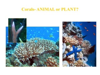 Protection of habitat of corals