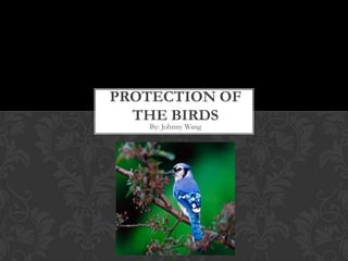 Protection of the birds By: Johnny Wang 
