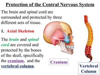 The  brain  and  spinal cord  are covered and protected by the bones of the skull, specifically the  cranium ,  and the  vertebral column .  Protection of the Central Nervous System 1.   Axial Skeleton Vertebral Column The brain and spinal cord are surrounded and protected by three different sets of tissue. Cranium 