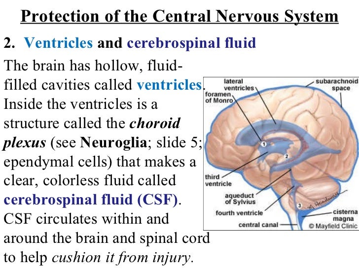 Protection of the cns