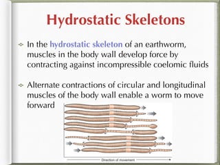 Hydrostatic Skeleton Example Protection, Support and Movement | PDF