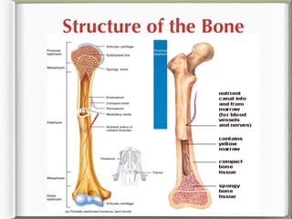 Structure of the Bone
 