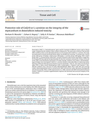 Tissue and Cell 49 (2017) 410–426
Contents lists available at ScienceDirect
Tissue and Cell
journal homepage: www.elsevier.com/locate/tice
Protective role of CoQ10 or L-carnitine on the integrity of the
myocardium in doxorubicin induced toxicity
Hesham N. Mustafaa,∗
, Gehan A. Hegazyb,c
, Sally A. El Awdand
, Marawan AbdelBasetd
a
Anatomy Department, Faculty of Medicine, King Abdulaziz University, Jeddah, Saudi Arabia
b
Clinical Biochemistry Department, Faculty of Medicine, King Abdulaziz University, Jeddah, Saudi Arabia
c
Medical Biochemistry Department, National Research Centre, Cairo, Egypt
d
Pharmacology Department, National Research Center, Cairo, Egypt
a r t i c l e i n f o
Article history:
Received 16 January 2017
Received in revised form 15 March 2017
Accepted 31 March 2017
Available online 2 April 2017
Keywords:
Dox
CoQ10 and L-carnitine
Cardiotoxicity
eNOS
Vimentin
a b s t r a c t
Doxorubicin (DOX) is a chemotherapeutic agent used for treatment of different cancers and its clinical
usage is hindered by the oxidative injury-related cardiotoxicity. This work aims to declare if the harmful
effects of DOX on heart can be alleviated with the use of Coenzyme Q10 (CoQ10) or L-carnitine. The study
was performed on seventy two female Wistar albino rats divided into six groups, 12 animals each: Control
group; DOX group (10 mg/kg); CoQ10 group (200 mg/kg); L-carnitine group (100 mg/kg); DOX + CoQ10
group; DOX + L-carnitine group. CoQ10 and L-carnitine treatment orally started 5 days before a single dose
of 10 mg/kg DOX that injected intraperitoneally (IP) then the treatment continued for 10 days. At the end
of the study, serum biochemical parameters of cardiac damage, oxidative stress indices, and histopatho-
logical changes were investigated. CoQ10 or L-carnitine showed a noticeable effects in improving cardiac
functions evidenced reducing serum enzymes as serum interleukin-1 beta (IL-1 ␤), tumor necrosis factor
alpha (TNF-␣), leptin, lactate dehydrogenase (LDH), Cardiotrophin-1, Troponin-I and Troponin-T. Also,
alleviate oxidative stress, decrease of cardiac Malondialdehyde (MDA), Nitric oxide (NO) and restoring
cardiac reduced glutathione levels to normal levels. Both corrected the cardiac alterations histologically
and ultrastructurally. With a visible improvements in ␣-SMA, vimentin and eNOS immunohistochemical
markers. CoQ10 or L-carnitine supplementation improves the functional and structural integrity of the
myocardium.
© 2017 Elsevier Ltd. All rights reserved.
1. Introduction
Chemotherapy is not a risk-free experience due to the unwanted
effects of these medications on the healthy cells. DOX (Adriamycin)
is one of the chemotherapeutic medications that is widely used
and occurs within anthracycline list of antibiotics. It is produced by
Streptomyces peucetius var caesius algae (Arcamone et al., 2000). It
is used in the management of lymphomas, leukemia and different
solid tumors like carcinoma of ovaries, breast, lung and thyroid
gland (Gianni et al., 2007).
DOX has a dose dependent cardiotoxicity (Elbaky et al., 2010).
DOX toxicity is responsible for 2–3% of all cases of heart trans-
plantation patients (Mitry and Edwards, 2016). DOX-induced
cardiotoxicity is mainly mediated via oxidative stress and apoptosis
∗ Corresponding author at: King Abdulaziz University, Faculty of Medicine,
Anatomy Department, Building No. 8 − P.O. Box: 80205, Jeddah, 21589, Saudi Arabia.
E-mail address: hesham977@hotmail.com (H.N. Mustafa).
(Potemski et al., 2006). Cardiomyocytes suffer from relative deﬁ-
ciency of antioxidant enzymes so they are more vulnerable for the
deleterious effects produced by free radical result from DOX admin-
istration (Dong et al., 2014). DOX-induced cardiotoxicity may result
in evident cardiac damage before clinical signs become apparent,
hence the importance of detecting biochemical markers possess
high sensitivity and speciﬁcity that indicates early damage to be
used for screening and early diagnoses of DOX-induced cardiotox-
icity (Atas et al., 2015).
L-carnitine is a naturally occurring compound biosynthesized
from the amino acids methionine and lysine in the kidneys and
liver. It is found at a high concentration in skeletal and cardiac
muscles (Aliev et al., 2009). L-carnitine exerts an antioxidant action
that protect against lipid peroxidation of membrane phospholipid
(Guan et al., 2009). L-carnitine eliminates extracellular toxic acetyl-
coenzyme A that is responsible for mitochondrial ROS (reactive
oxygen species) (Agarwal and Said, 2004). L-carnitine revealed a
varied range of biological actions comprising anti-inﬂammatory
and anti-apoptotic properties (˙Izgüt-Uysal et al., 2003).
http://dx.doi.org/10.1016/j.tice.2017.03.007
0040-8166/© 2017 Elsevier Ltd. All rights reserved.
 