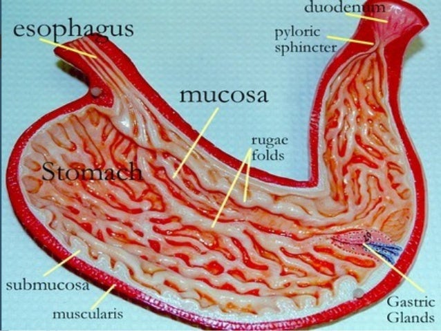 Protectores de la mucosa gastrica