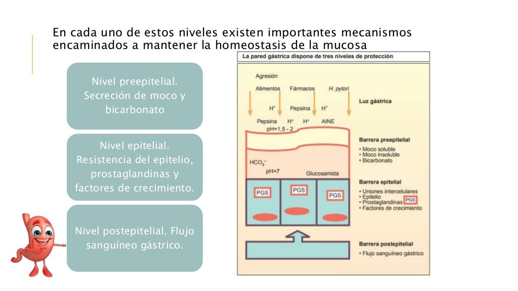 Farmacología: Protectores de la Mucosa Gástrica