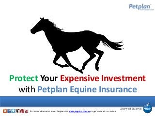 Protect Your Expensive Investment
with Petplan Equine Insurance
For more information about Petplan visit www.petplan.com.au or get social with us online.
 