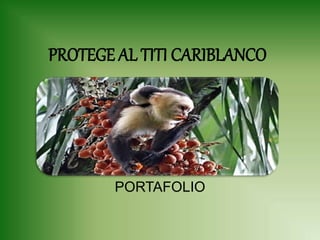 PROTEGE AL TITI CARIBLANCO
PORTAFOLIO
 